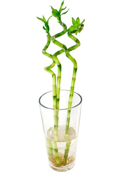 Bercestepeyzaj - Feng Shui Şans Bambu Lucky Bamboo 60 Cm Pozitif Enerji