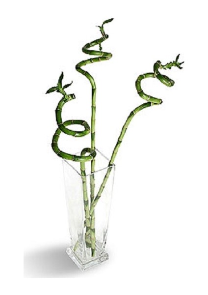 Bercestepeyzaj - Feng Shui Şans Bambu Lucky Bamboo 60 Cm Pozitif Enerji fiyatları
