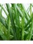 Aloe Vera Barbadensis Miller Büyük Boy, Saksıda 2