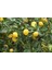 Yediveren Limon Fidanı +3 Yaş, Saksıda 1
