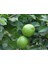 Tahiti Lime Limonu Fidanı, Saksıda 1