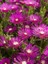 , Mesembryanthemum Roseum Acem Halısı,Saksıda 1