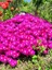 , Mesembryanthemum Roseum Acem Halısı,Saksıda 2