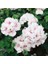 , Pelargonium peltatum Sakız Sardunya, Saksıda 1