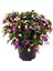 , Fuchsia Küpeli Çiçeği , Saksıda 1