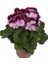 , Pelargonium Domesticum Ceylan Gözü, Saksıda 1