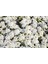 Alyssum Maritimum Alisyum Kraliyet Halısı Çiçek Tohumu +-50 Adet 1