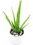 Aloevera Canlı Seramik Saksı Çiçeği 1