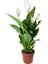 Bercestepeyzaj Barış Çiçeği - Spathiphyllum 1