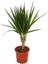 Bercestepeyzaj Dracaena Marginata 1