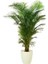 Bercestepeyzaj Areka Bitkisi (Palmiye Areca 130 Cm - Salon Palmiyesi) - Saksılı 1