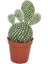 Bercestepeyzaj - Tavşan Kaktüs Cactus Beyaz Dikenli Opuntia Microdays Albata 5,5 Cm Saksıda, Kaktüs, Cactus, Teraryum, Succulent 1