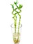 Bercestepeyzaj - Feng Shui Şans Bambu Lucky Bamboo 60 Cm Pozitif Enerji 1
