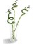 Bercestepeyzaj - Feng Shui Şans Bambu Lucky Bamboo 60 Cm Pozitif Enerji 2