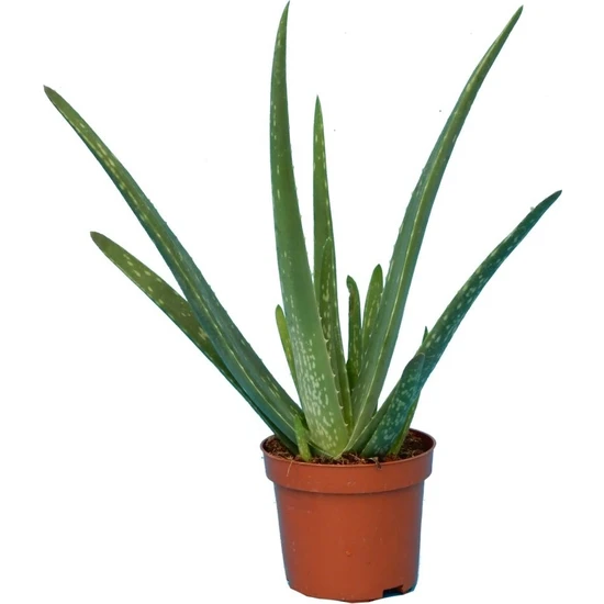 Plantistanbul Aloe Vera Barbadensis Miller Büyük Boy, Saksıda