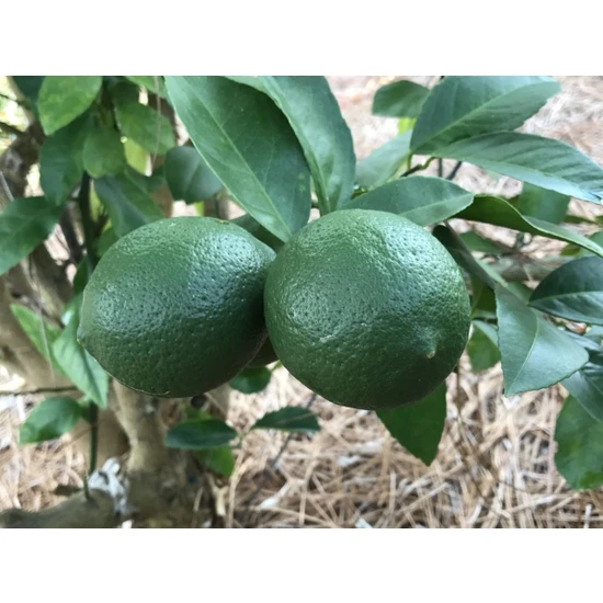 Plantistanbul Limequat Meksika Misket Limonu Fidanı, Saksıda