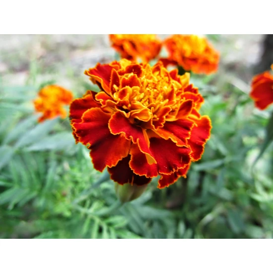 Plantistanbul Karagöz Kadife Çiçeği Karışık Renk Çiçek Tohumu +- 40 Adet