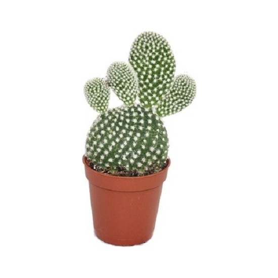 Bercestepeyzaj - Tavşan Kaktüs Cactus Beyaz Dikenli Opuntia Microdays Albata 5,5 Cm Saksıda, Kaktüs, Cactus, Teraryum, Succulent