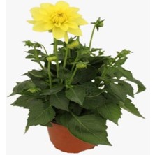 Fidanova Dahlia Yıldız Çiçeği Sarı