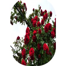 10 Adet Gül Fidanı Bordo  Kokulu Yediveren Sarmaşık