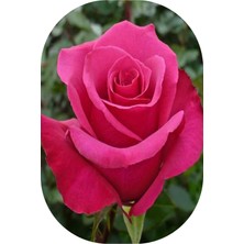 10 Adet Gül Fidanı Pembe  Kokulu Yediveren