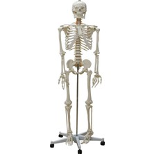 Miyang Tam Boy Iskelet Maketi 176 cm (Yarım Vücut Ligament, Omurilik ve Sinir Modeli) Model 10