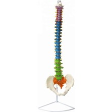 Miyang Renkli Omurga Iskeleti 85 cm (Omurilik ve Sinir Modeli) Model 13