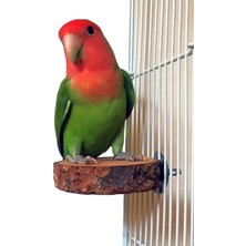 Alyones 2 Paket Doğal Ahşap Yuvarlak Papağan & Muhabbet Kuşları  Için Platform Standı