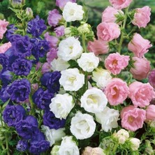 Bilgarden Karışık Katmerli Campanula Çan Çiçeği Tohumu (100 Tohum)