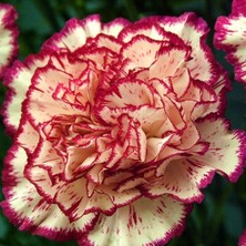 Bilgarden Avranchin Lekeli Karanfil Çiçeği Tohumu (190 Tohum)