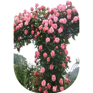 Fide Marketim 3'lü Gül Fidanı Sarmaşık Pembe Açık Kök Kokulu Yediveren 50 - 75 cm