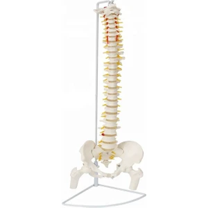 Femur Eklemli Omurga Iskeleti 85 cm (Omurilik ve Sinir Modeli) Model 14