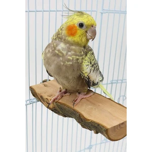 Muhabbet Kuşları Vb. Doğal Ahşap Kuş Tüneği