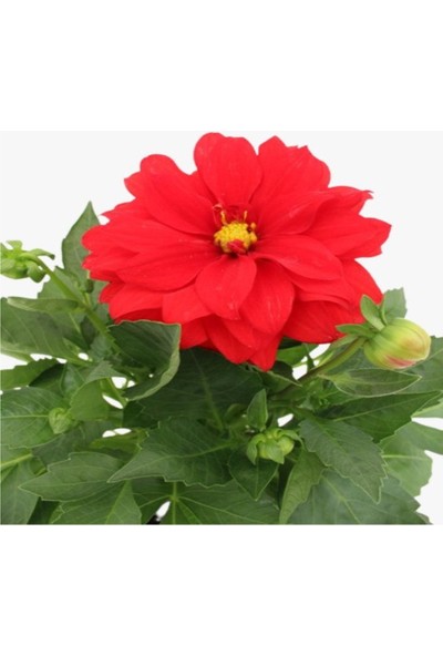 Fidanova Dahlia Yıldız Çiçeği Kırmızı
