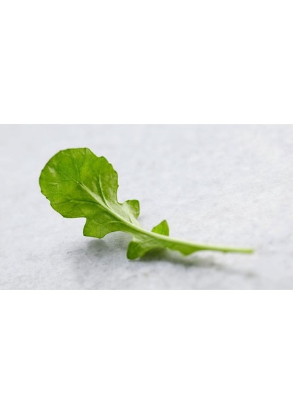 Roka Tohumu(Geniş Yaprak), Marul Tohumu(Iceberg),tere Tohumu(Geniş Yaprak) 3 Lü Set Tohumu 1 kg