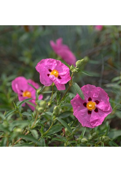 Daye Hatun Laden Sirkesi / Rock Rose Vinegar (Doğal Fermente Canlı Sirke / Nat. Ferm. / 500 Ml)