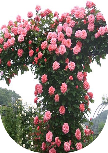 3'lü Gül Fidanı Sarmaşık Pembe Açık Kök Kokulu Yediveren 50 - 75 cm