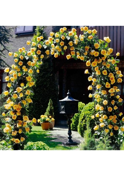 Tüplü Aşılı Perfect Yellow Fuldane Sarı Kokulu Sarmaşık Yediveren Gül Fidanı