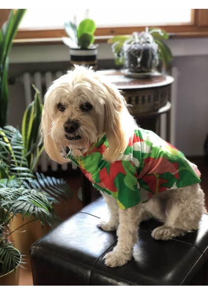 Miss Daisy Petboutique Hawaıı Gömlek fiyatları
