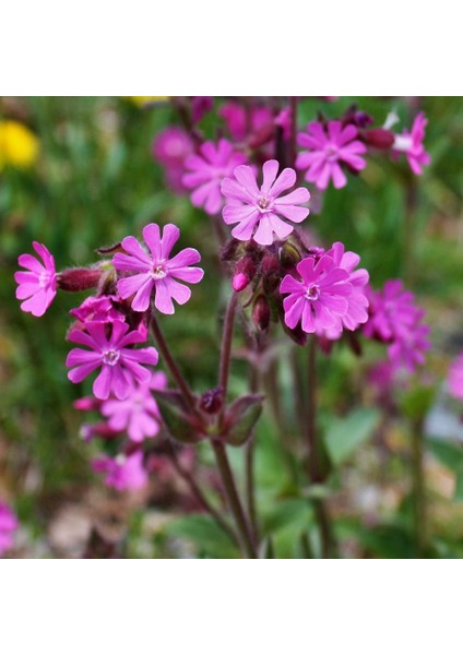Kır Çiçeği Silene (Nakil) Çiçeği Tohumu (100 Tohum)