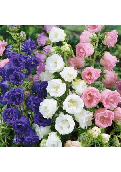 Karışık Katmerli Campanula Çan Çiçeği Tohumu (100 Tohum) fiyatları