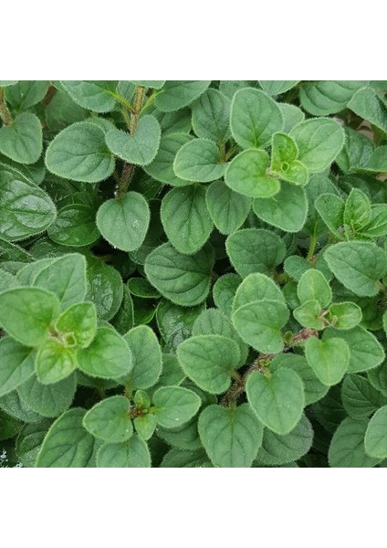 Naturel Mercanköşk Tohumu(200 Tohum) fiyatları