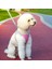 Pet Göğüs Kayışı Nefes Alabilir Break Serbest Yansıtıcı Yürüyüş Köpek Çekişleri Köpek Malzemeleri (Yurt Dışından) 2