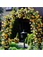 Tüplü Aşılı Perfect Yellow Fuldane Sarı Kokulu Sarmaşık Yediveren Gül Fidanı 5