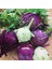 Mor Alabaş Kohlrabi Tohumu (20 Tohum) 1