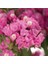 Limonium Sinuatum Deep Rose Deniz Lavantası Tohumu (30 Tohum) 1