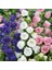 Karışık Katmerli Campanula Çan Çiçeği Tohumu (100 Tohum) 3