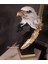 Dekorati̇f Kartal / Karakartal/beşi̇ktaş Kartal Bi̇blosu 2