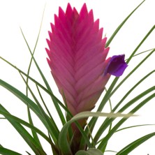 Fintarla Tillandsia Cyanea 20-25CM (Hava Bitkisi)