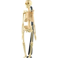 Daha Yok mu Iskelet Modeli 46 cm